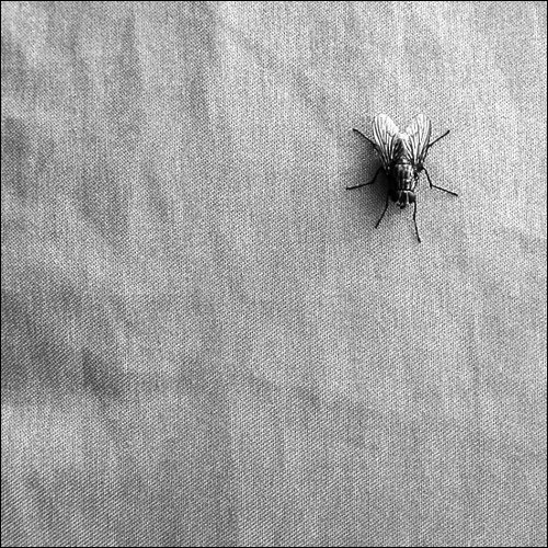 A single fly rests near the upper-right of a square field of fine mesh.