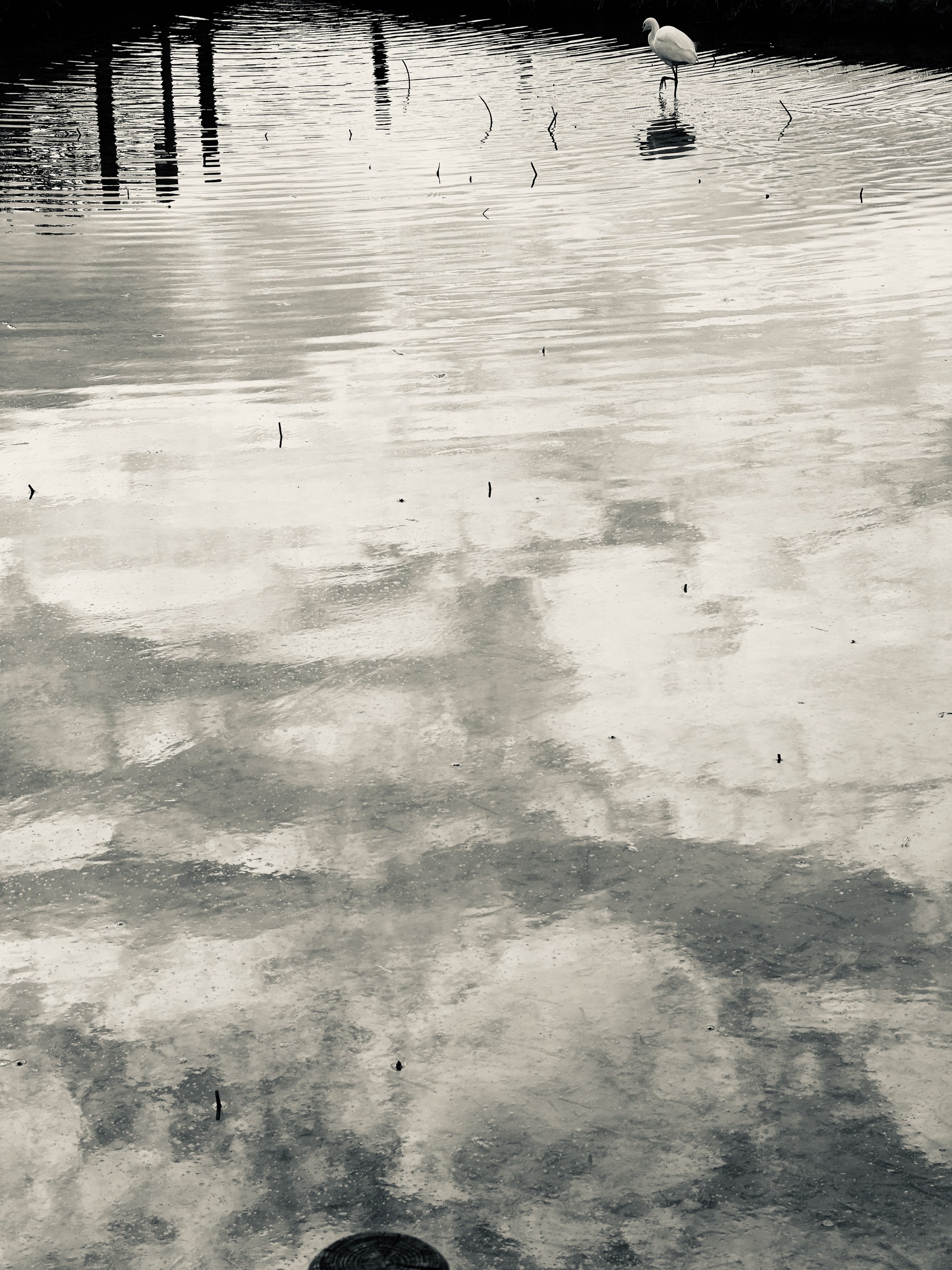 Clouds and small birds reflected in a dark surface disrupt the boundary between sky and ground.