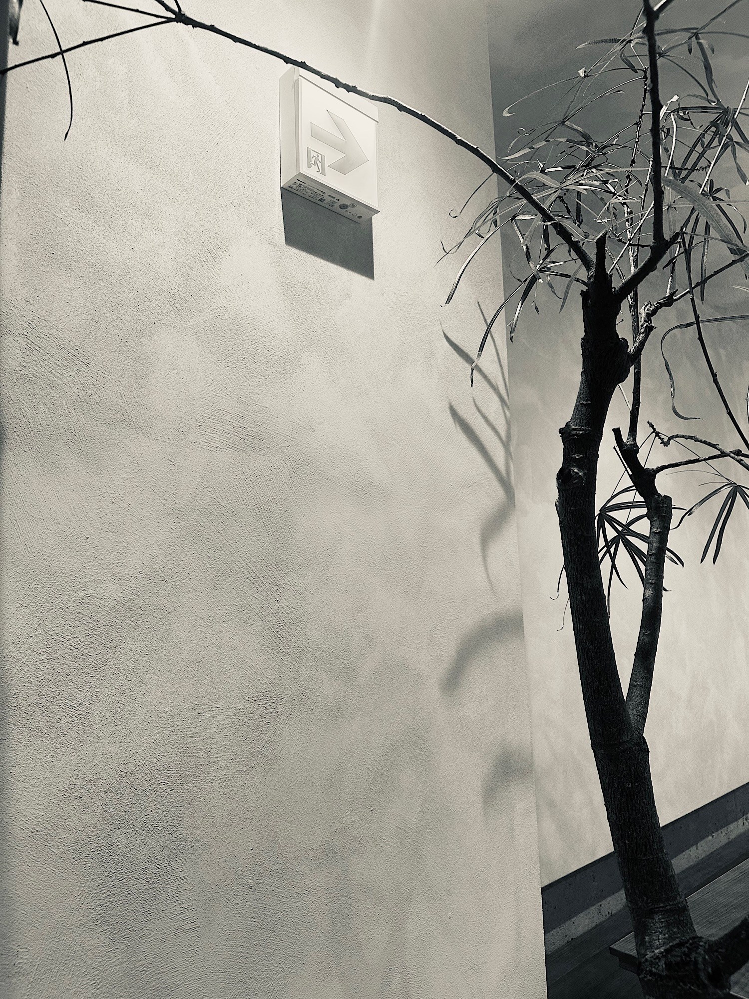 A pruned tree casts angular shadows across a pale wall beneath an illuminated exit sign.