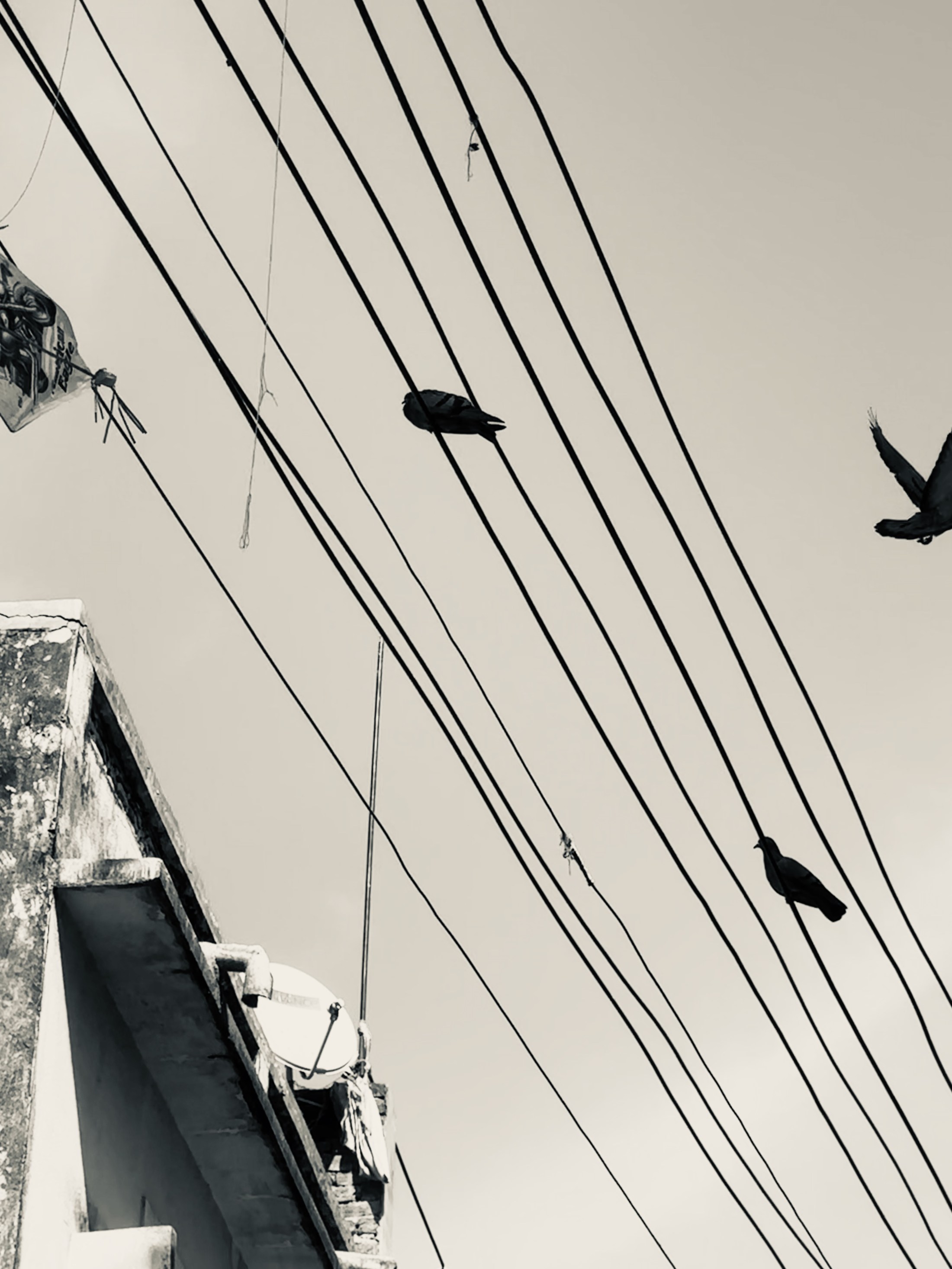 Several birds perch along steep diagonal overhead wires against a pale sky.