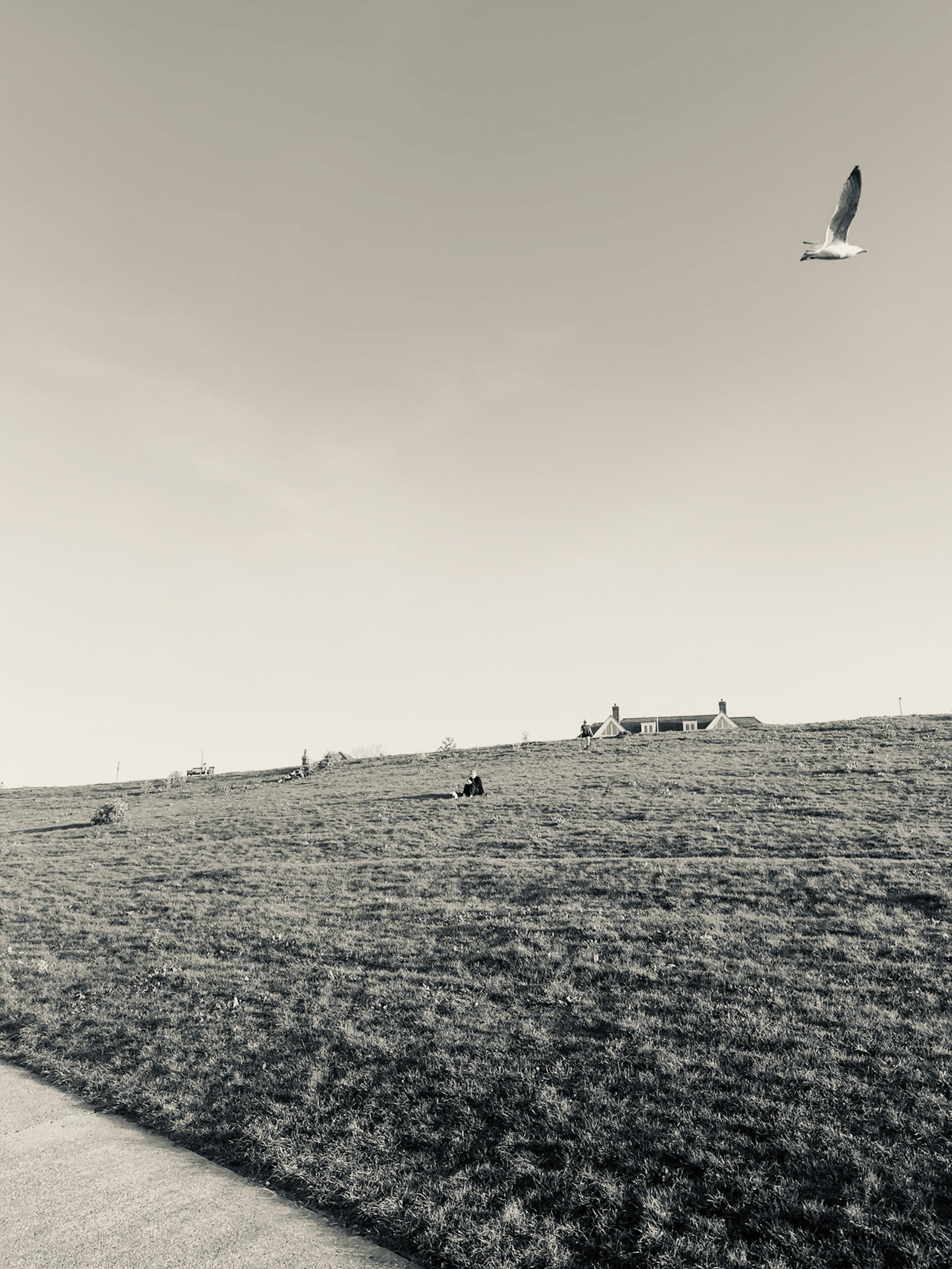 A gull on open ground with tiny figures standing along a distant hill.