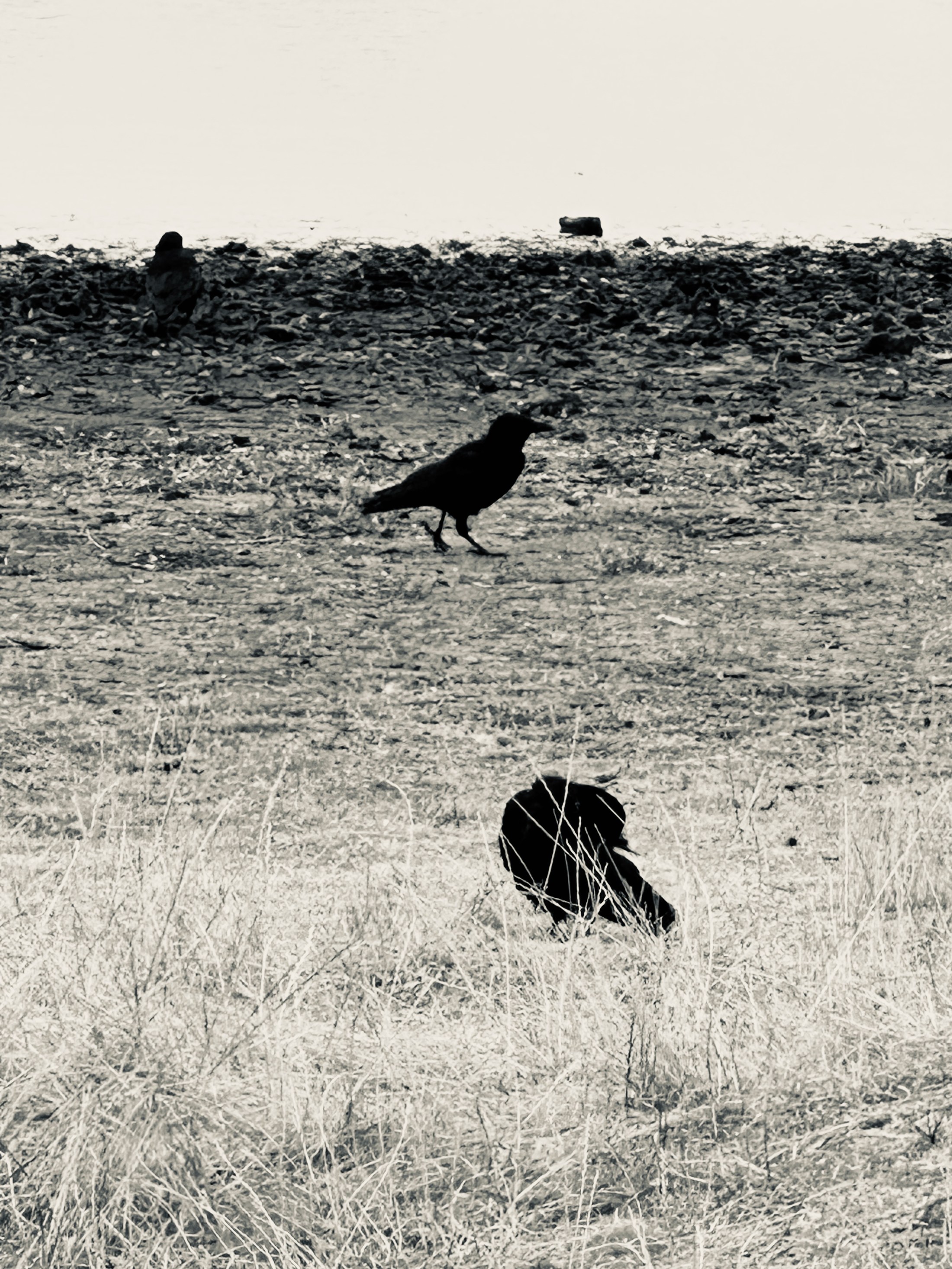 Three dark birds spaced across an open pale field.